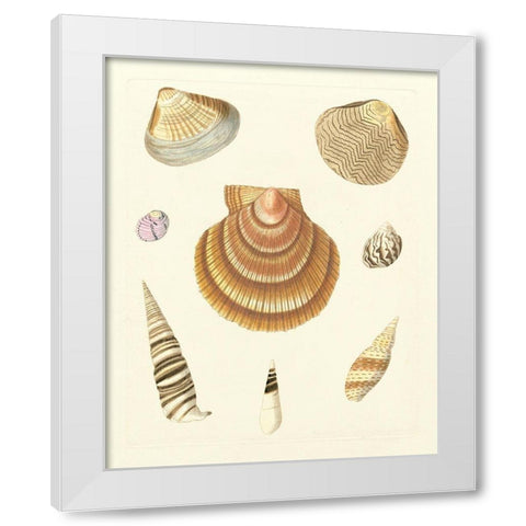 Knorr Shells V White Modern Wood Framed Art Print by Knorr