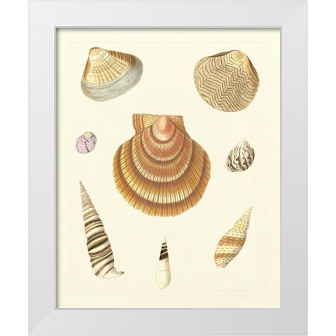 Knorr Shells V White Modern Wood Framed Art Print by Knorr