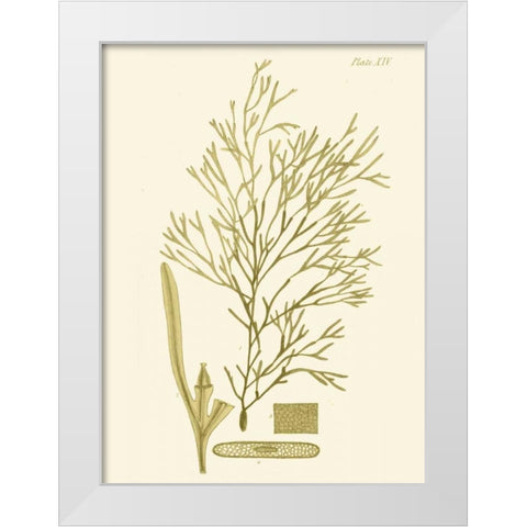 Dramatic Seaweed II White Modern Wood Framed Art Print by Vision Studio