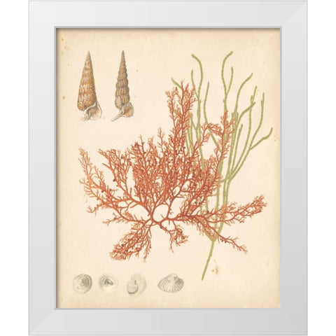 Coastal Relic III White Modern Wood Framed Art Print by Vision Studio