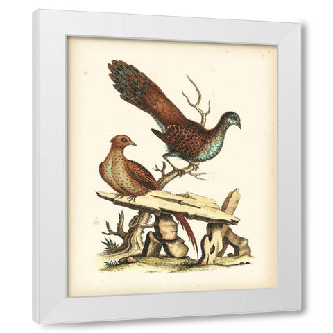 Regal Pheasants I White Modern Wood Framed Art Print by Edwards, George