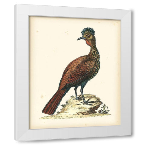 Regal Pheasants V White Modern Wood Framed Art Print by Edwards, George
