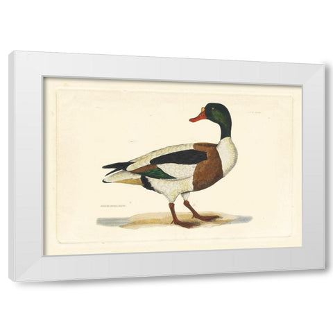 Selby Duck II White Modern Wood Framed Art Print by Selby, John