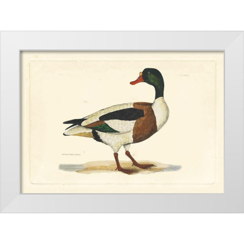 Selby Duck II White Modern Wood Framed Art Print by Selby, John