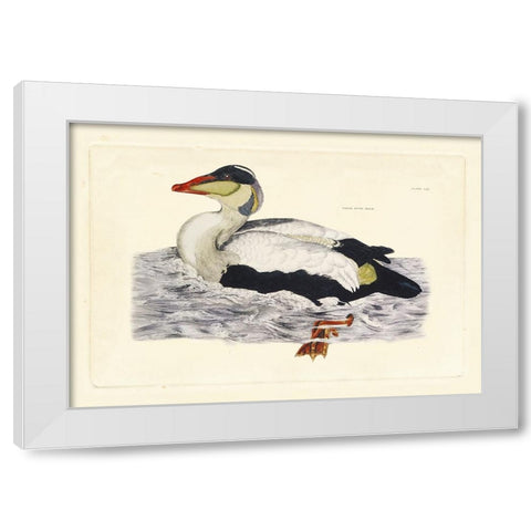 Selby Duck III White Modern Wood Framed Art Print by Selby, John