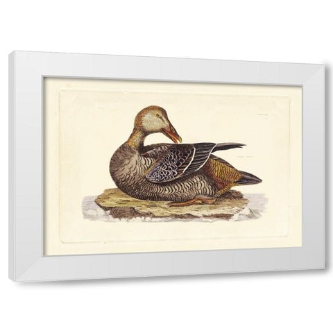 Selby Duck IV White Modern Wood Framed Art Print by Selby, John
