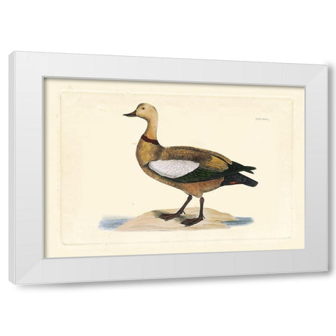 Selby Duck V White Modern Wood Framed Art Print by Selby, John