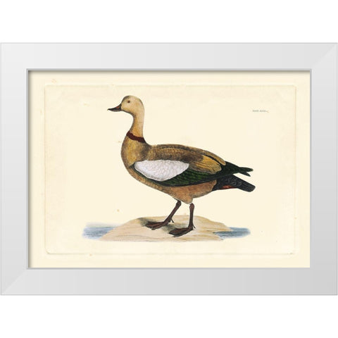 Selby Duck V White Modern Wood Framed Art Print by Selby, John