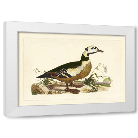 Selby Duck VI White Modern Wood Framed Art Print by Selby, John