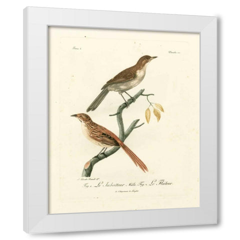 Antique French Birds I White Modern Wood Framed Art Print by de Langlois