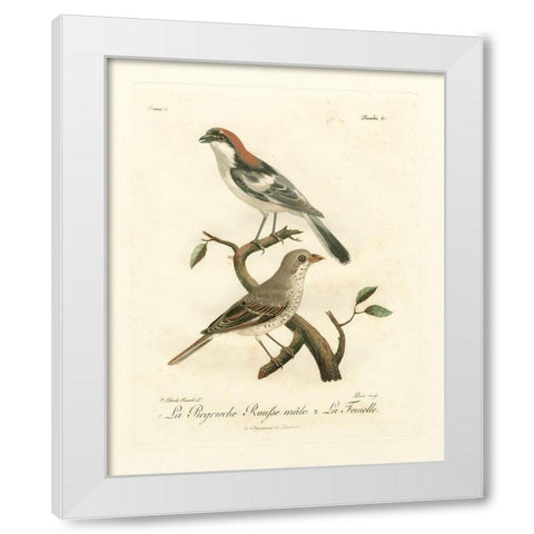 Antique French Birds II White Modern Wood Framed Art Print by de Langlois