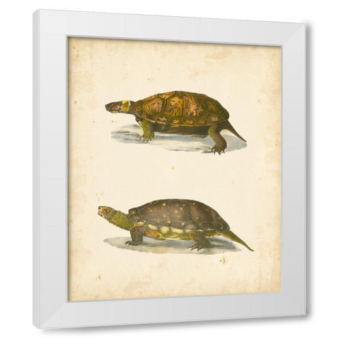Turtle Duo I White Modern Wood Framed Art Print by Hill, J.W.