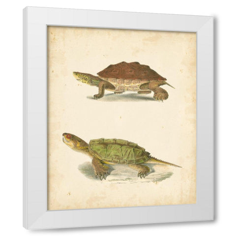 Turtle Duo II White Modern Wood Framed Art Print by Hill, J.W.