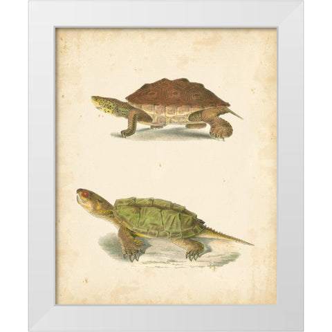 Turtle Duo II White Modern Wood Framed Art Print by Hill, J.W.