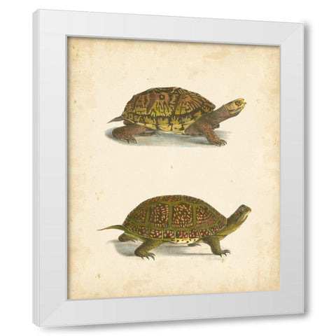 Turtle Duo III White Modern Wood Framed Art Print by Hill, J.W.