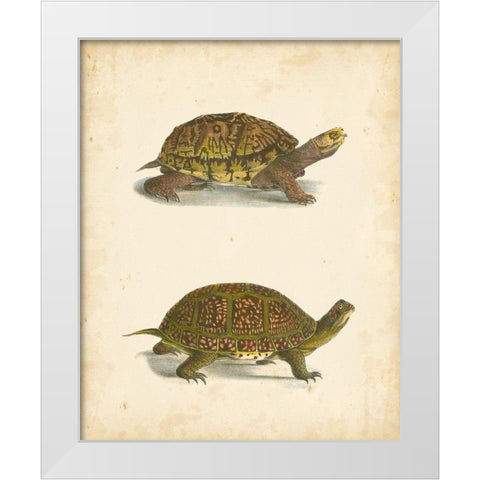 Turtle Duo III White Modern Wood Framed Art Print by Hill, J.W.