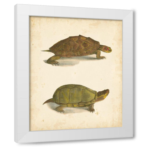 Turtle Duo IV White Modern Wood Framed Art Print by Hill, J.W.