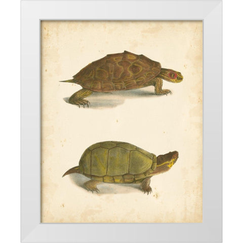 Turtle Duo IV White Modern Wood Framed Art Print by Hill, J.W.
