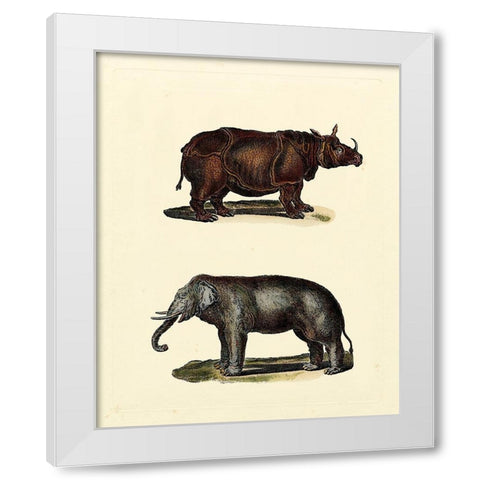 Animal Studies IV White Modern Wood Framed Art Print by Vision Studio
