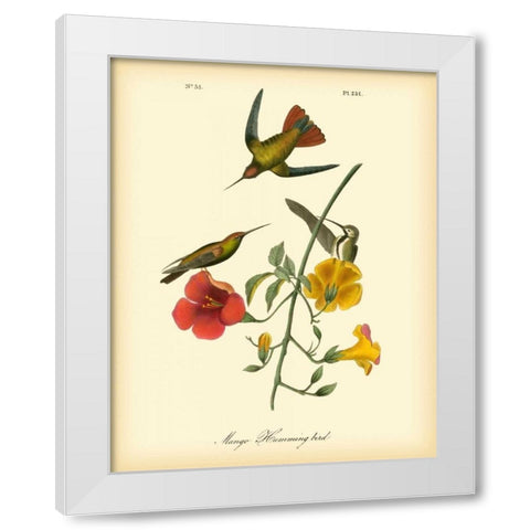 Mango Hummingbird White Modern Wood Framed Art Print by Audubon, John James