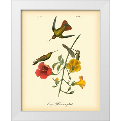 Mango Hummingbird White Modern Wood Framed Art Print by Audubon, John James