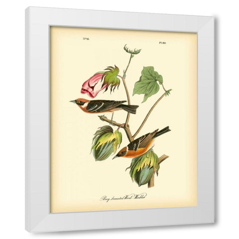 Bay Breasted Wood-Warbler White Modern Wood Framed Art Print by Audubon, John James