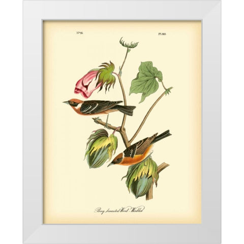 Bay Breasted Wood-Warbler White Modern Wood Framed Art Print by Audubon, John James