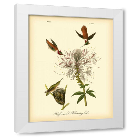 Ruff-neck Hummingbird White Modern Wood Framed Art Print by Audubon, John James