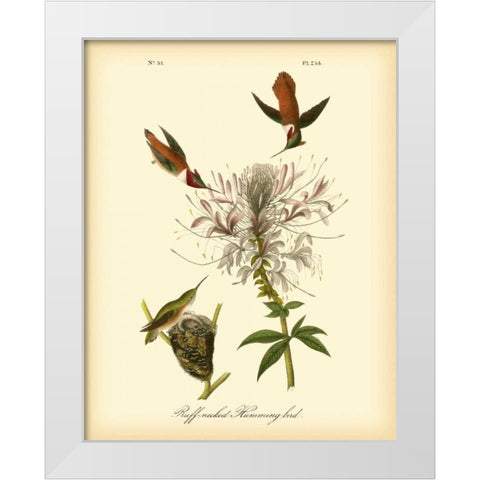 Ruff-neck Hummingbird White Modern Wood Framed Art Print by Audubon, John James