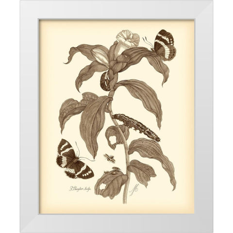 Nature Study in Sepia I White Modern Wood Framed Art Print by Merian, Maria S.