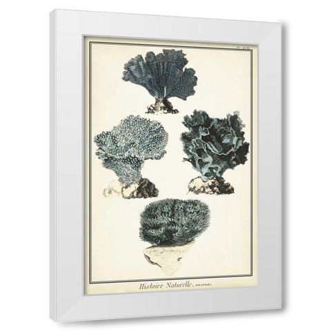 Coral Species I White Modern Wood Framed Art Print by Vision Studio