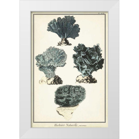 Coral Species I White Modern Wood Framed Art Print by Vision Studio