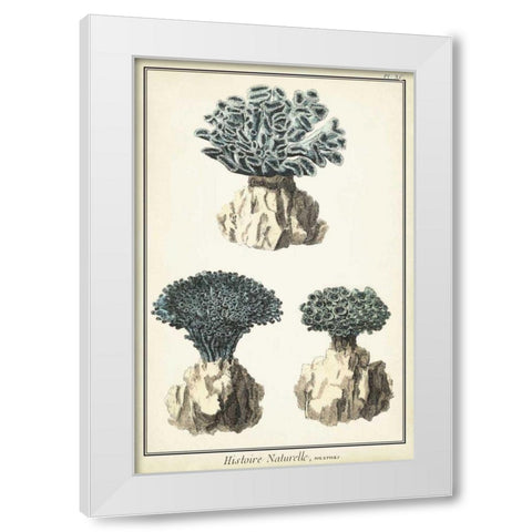 Coral Species IV White Modern Wood Framed Art Print by Vision Studio