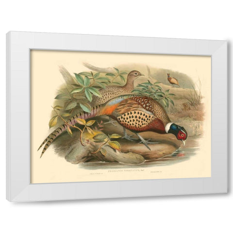 Gould Pheasants I White Modern Wood Framed Art Print by Gould, John