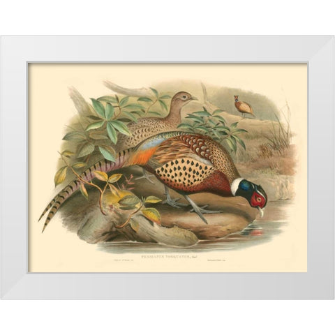 Gould Pheasants I White Modern Wood Framed Art Print by Gould, John