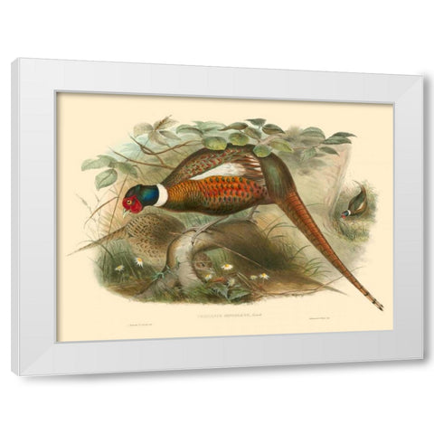Gould Pheasants II White Modern Wood Framed Art Print by Gould, John