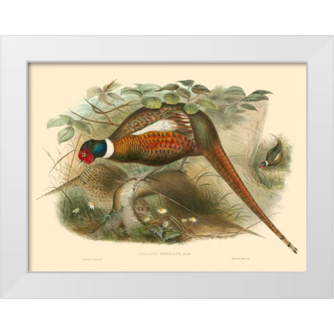 Gould Pheasants II White Modern Wood Framed Art Print by Gould, John