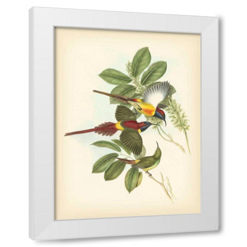 Gould Birds of the Tropics III White Modern Wood Framed Art Print by Gould, John