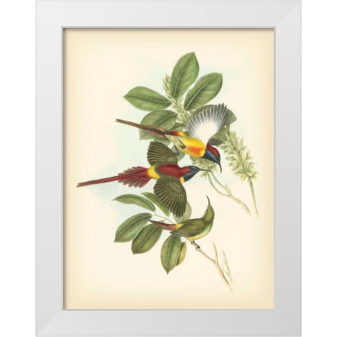 Gould Birds of the Tropics III White Modern Wood Framed Art Print by Gould, John