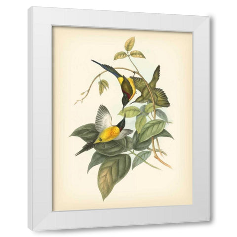 Gould Birds of the Tropics IV White Modern Wood Framed Art Print by Gould, John