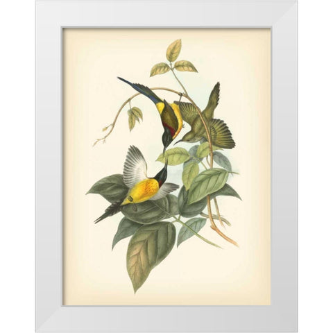 Gould Birds of the Tropics IV White Modern Wood Framed Art Print by Gould, John