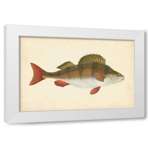 Donovan Antique Fish I White Modern Wood Framed Art Print by Donovan