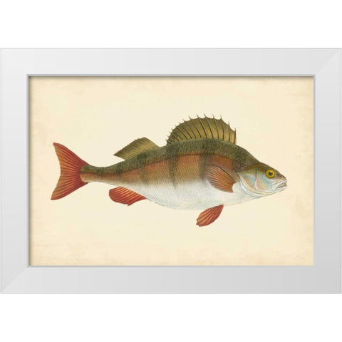 Donovan Antique Fish I White Modern Wood Framed Art Print by Donovan