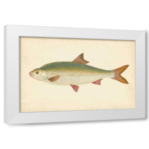 Donovan Antique Fish II White Modern Wood Framed Art Print by Donovan