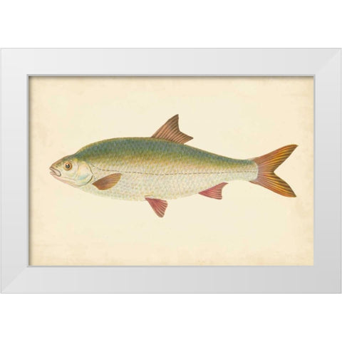 Donovan Antique Fish II White Modern Wood Framed Art Print by Donovan