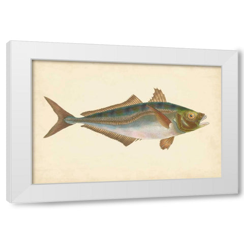 Donovan Antique Fish III White Modern Wood Framed Art Print by Donovan