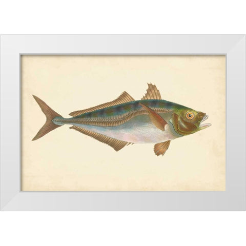 Donovan Antique Fish III White Modern Wood Framed Art Print by Donovan