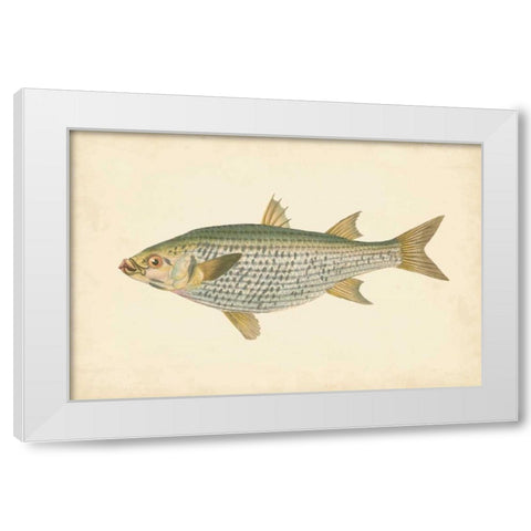 Donovan Antique Fish IV White Modern Wood Framed Art Print by Donovan