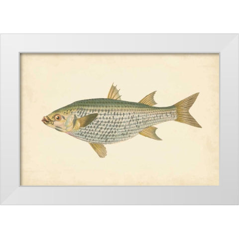Donovan Antique Fish IV White Modern Wood Framed Art Print by Donovan