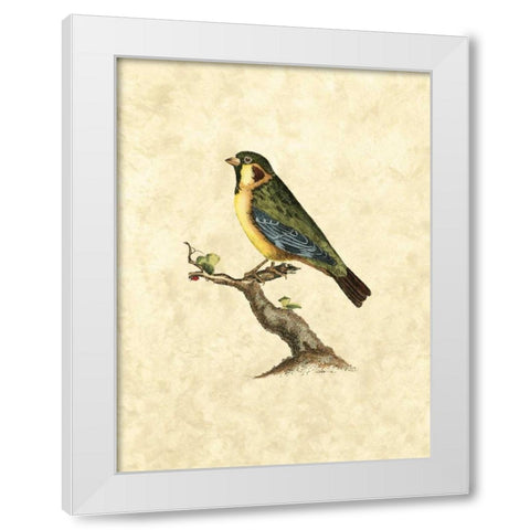 Selby Birds II White Modern Wood Framed Art Print by Selby, John